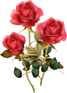 Pink Rose Flowers Png