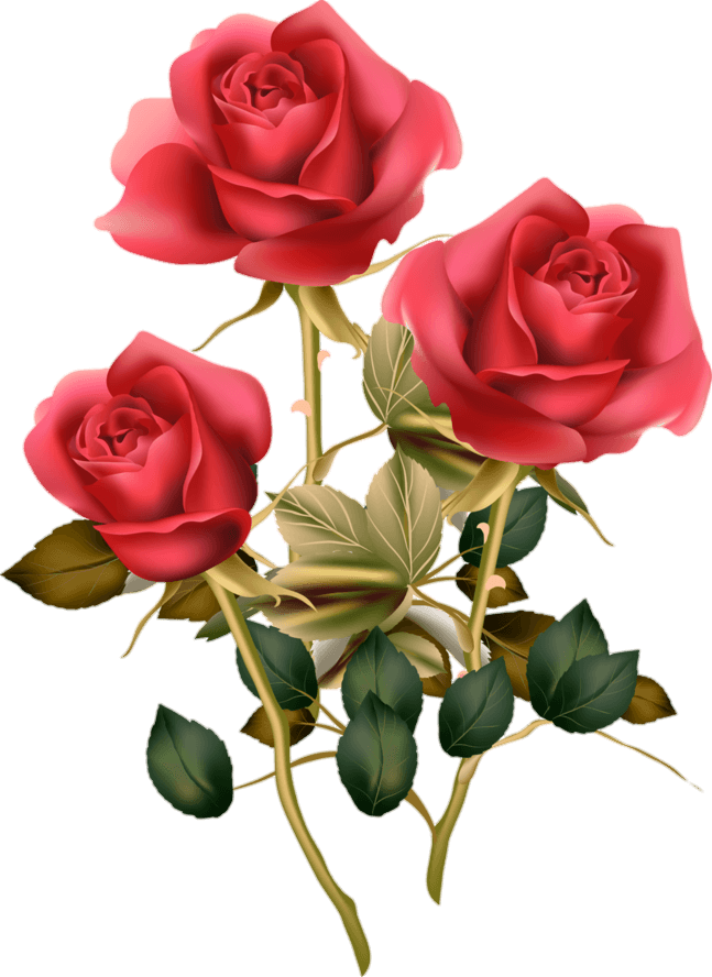 Pink Rose Flowers Png