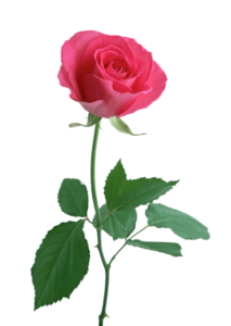 Pink Rose Flower Png