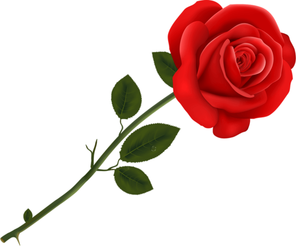 Red Rose Flower Png clipart