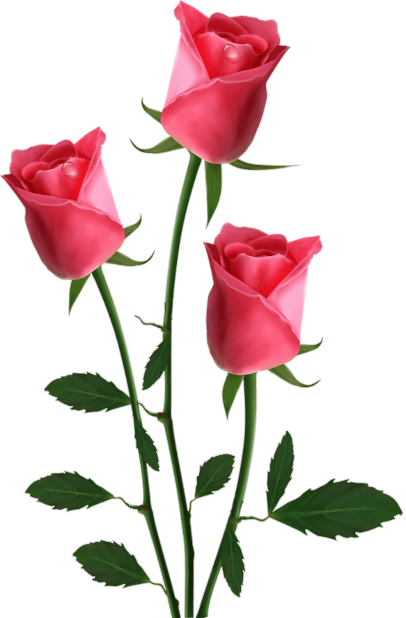 Pink Rose Flowers Png
