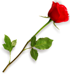 High Resolution Rose Flower Png