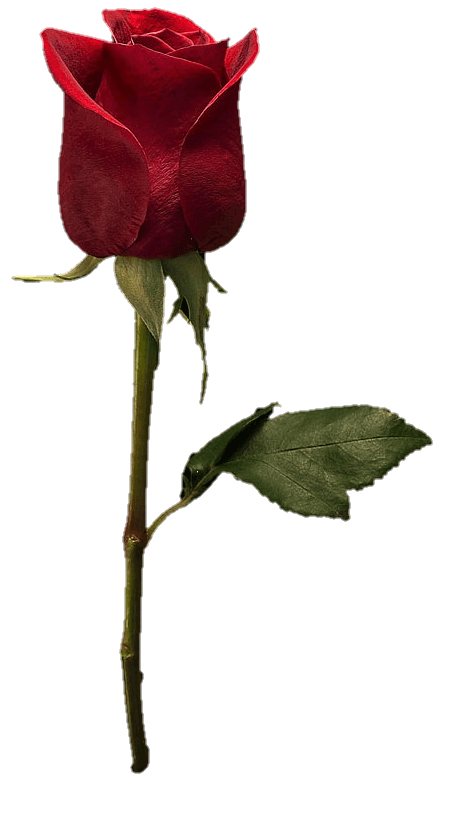 Real Rose Flower Png