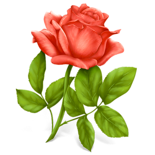 Rose Flower Png clipart
