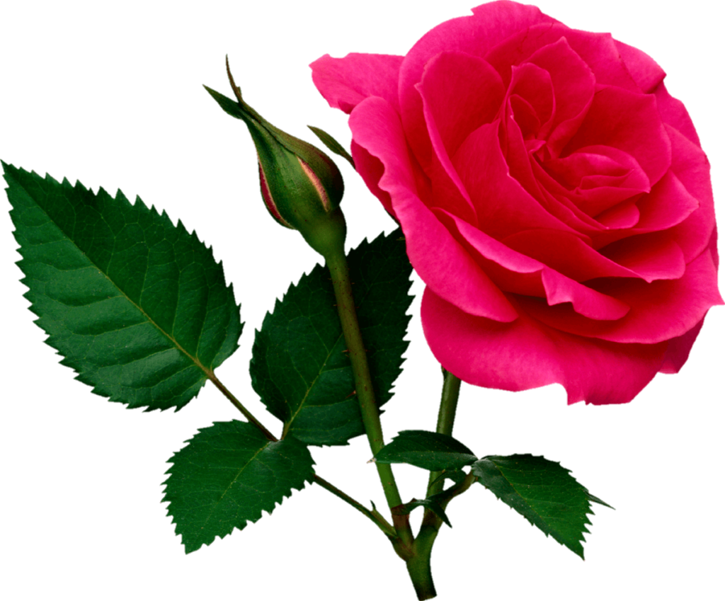 Pink Rose Flower Png