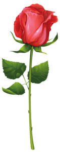 Rose Flower Png clipart