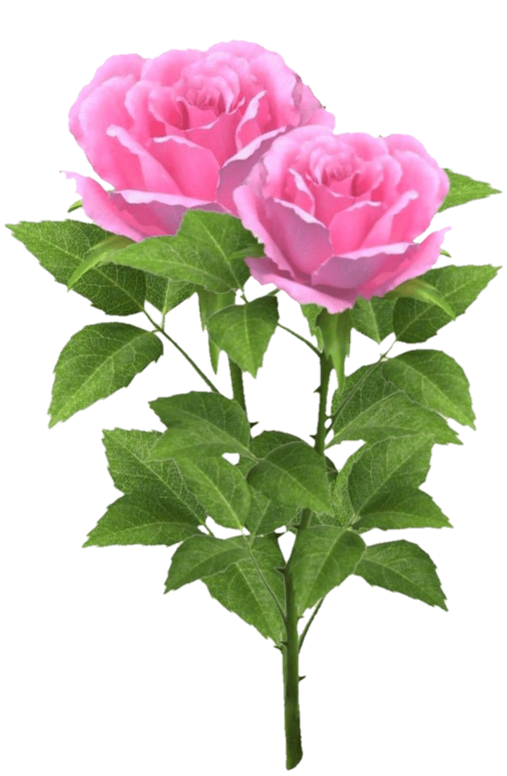 rose-45