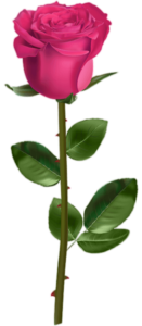 Pink Rose Flower Png