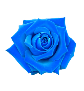 Dark Blue Rose Png