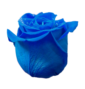 Blue Rose Png