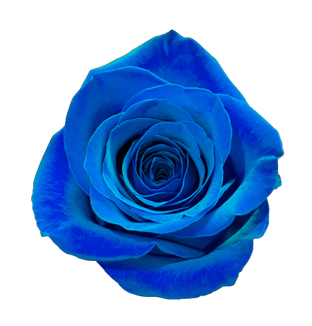 Blue Rose Flower Png