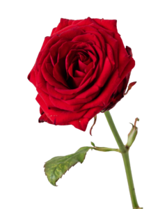 Red Rose Png