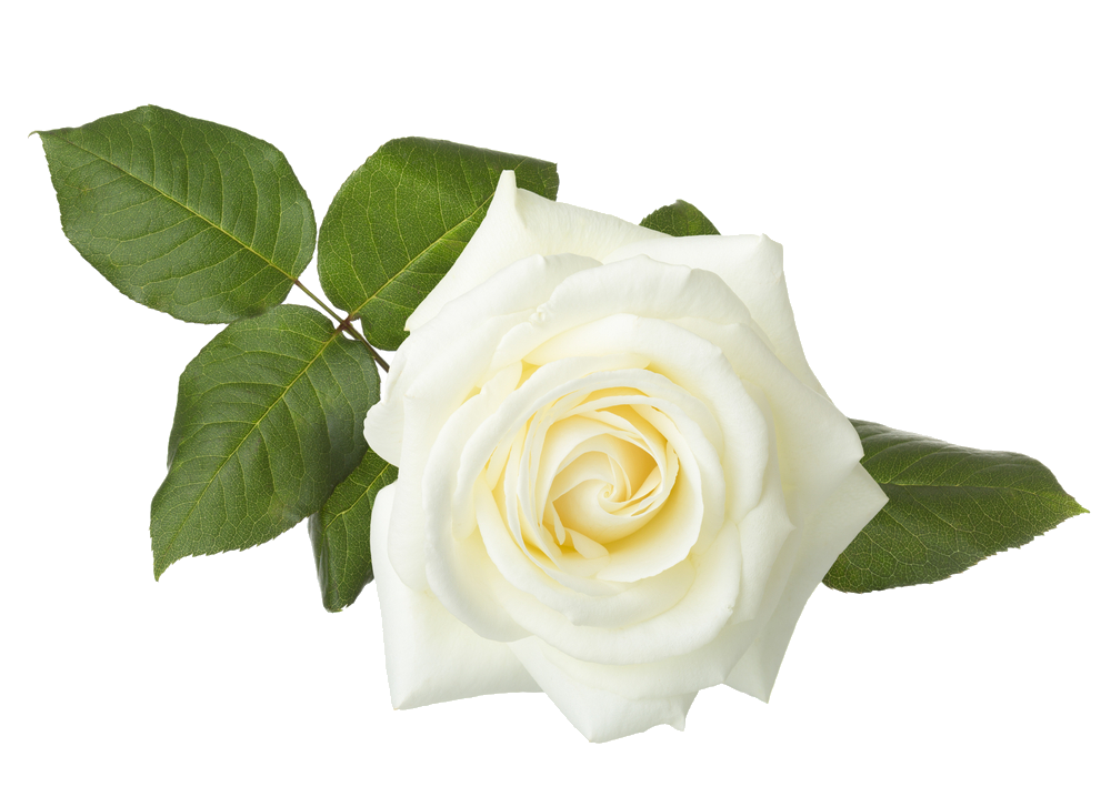 White Rose Png