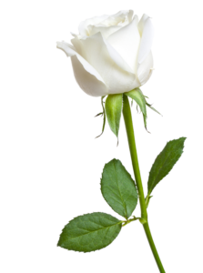 White Rose Flower Png