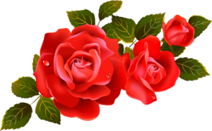 Rose Flower Png clipart