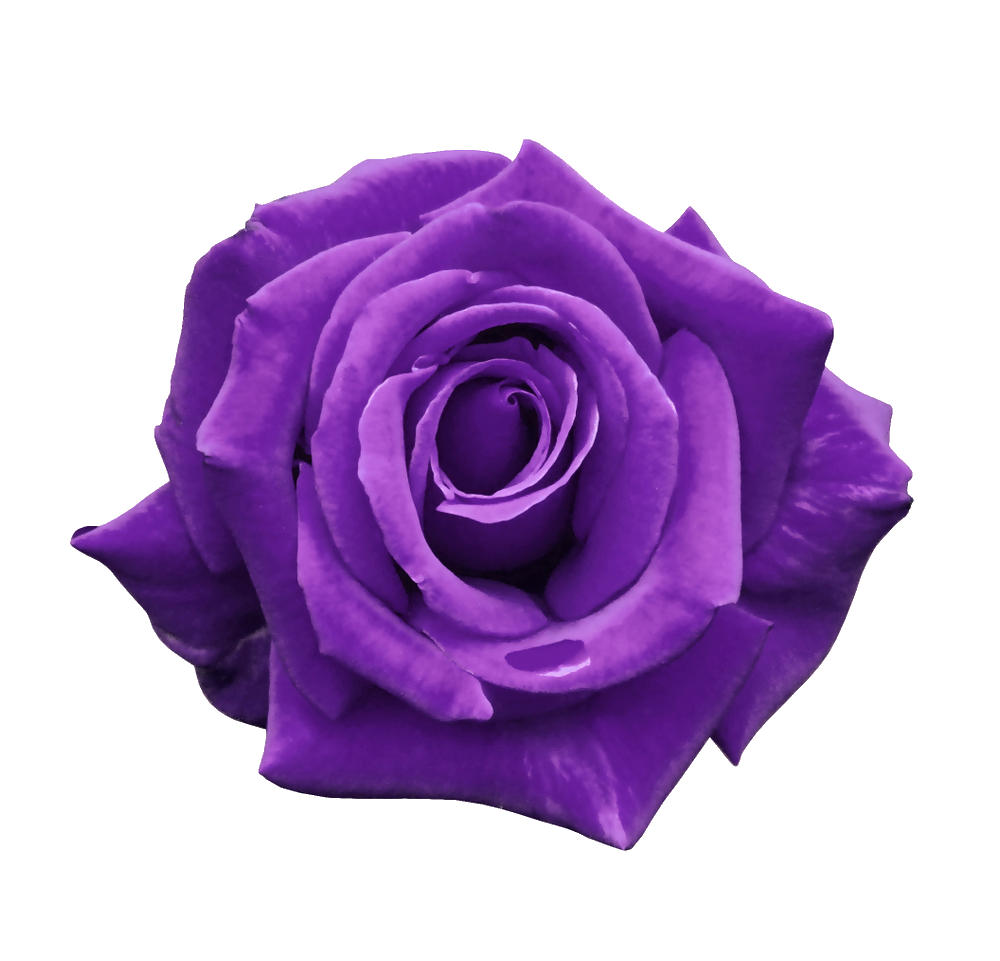 Purple Rose Png