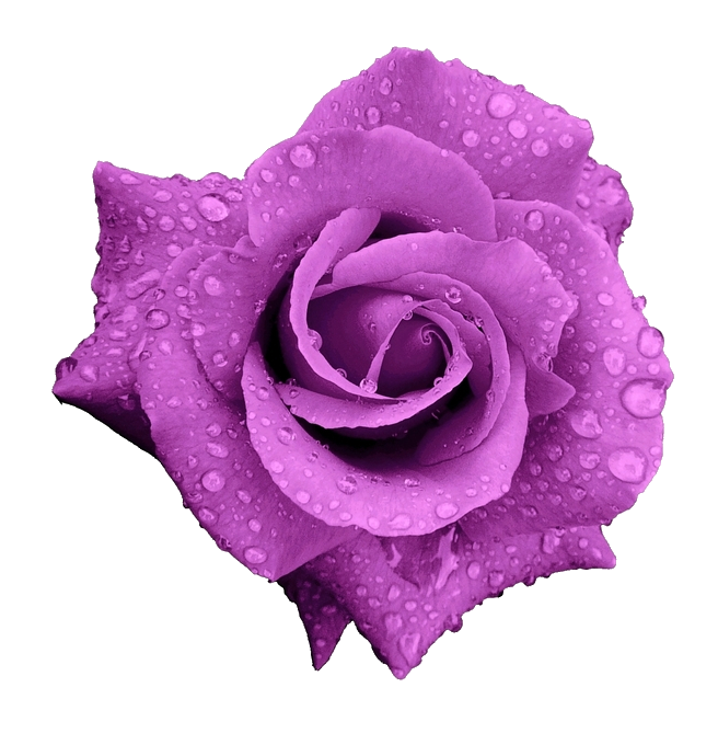 Purple Rose Flower Png