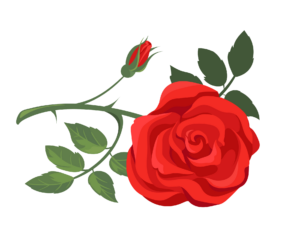 Rose Clipart Png