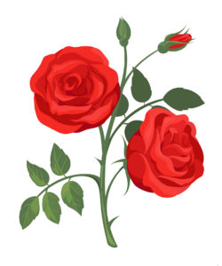 Rose Vector Png