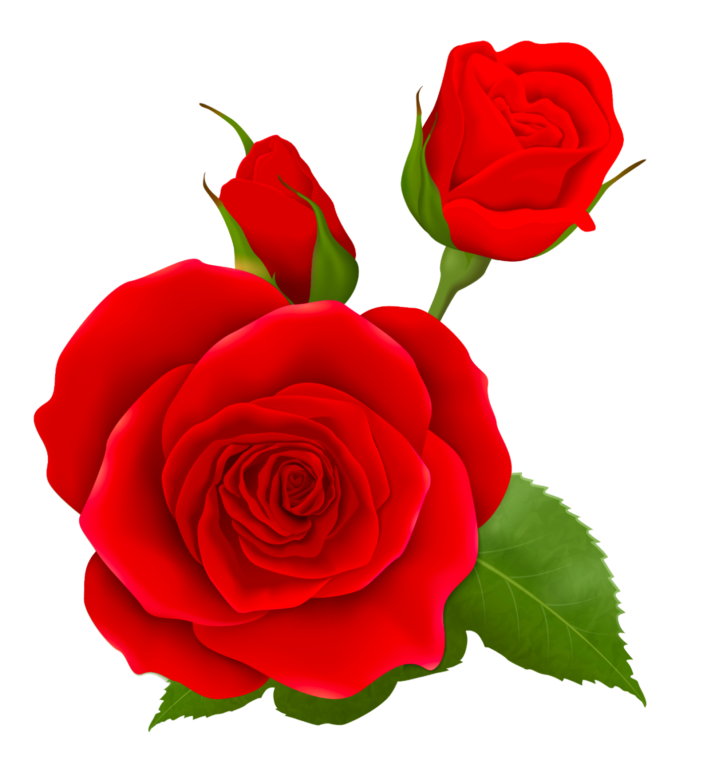 Rose PNG Transparent Images Free Download - Pngfre