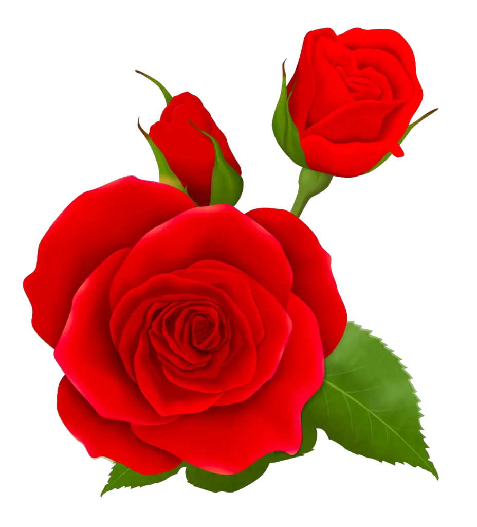 Rose PNG Transparent Images Free Download - Pngfre