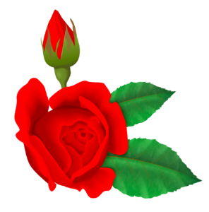 Rose Flower clipart Png
