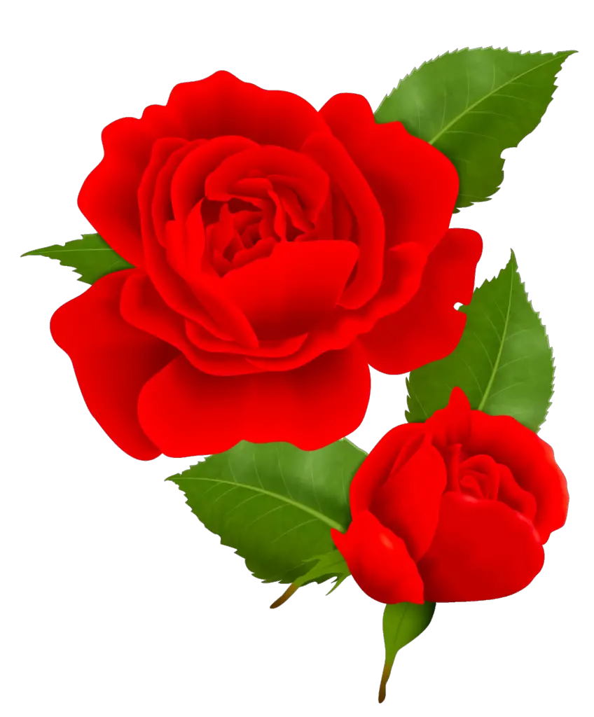 Rose - Free Rose Svg File, HD Png Download  Rose flower png, Rose  illustration, Red rose png