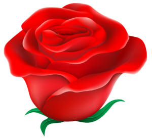 Red Rose Flower Clipart Png