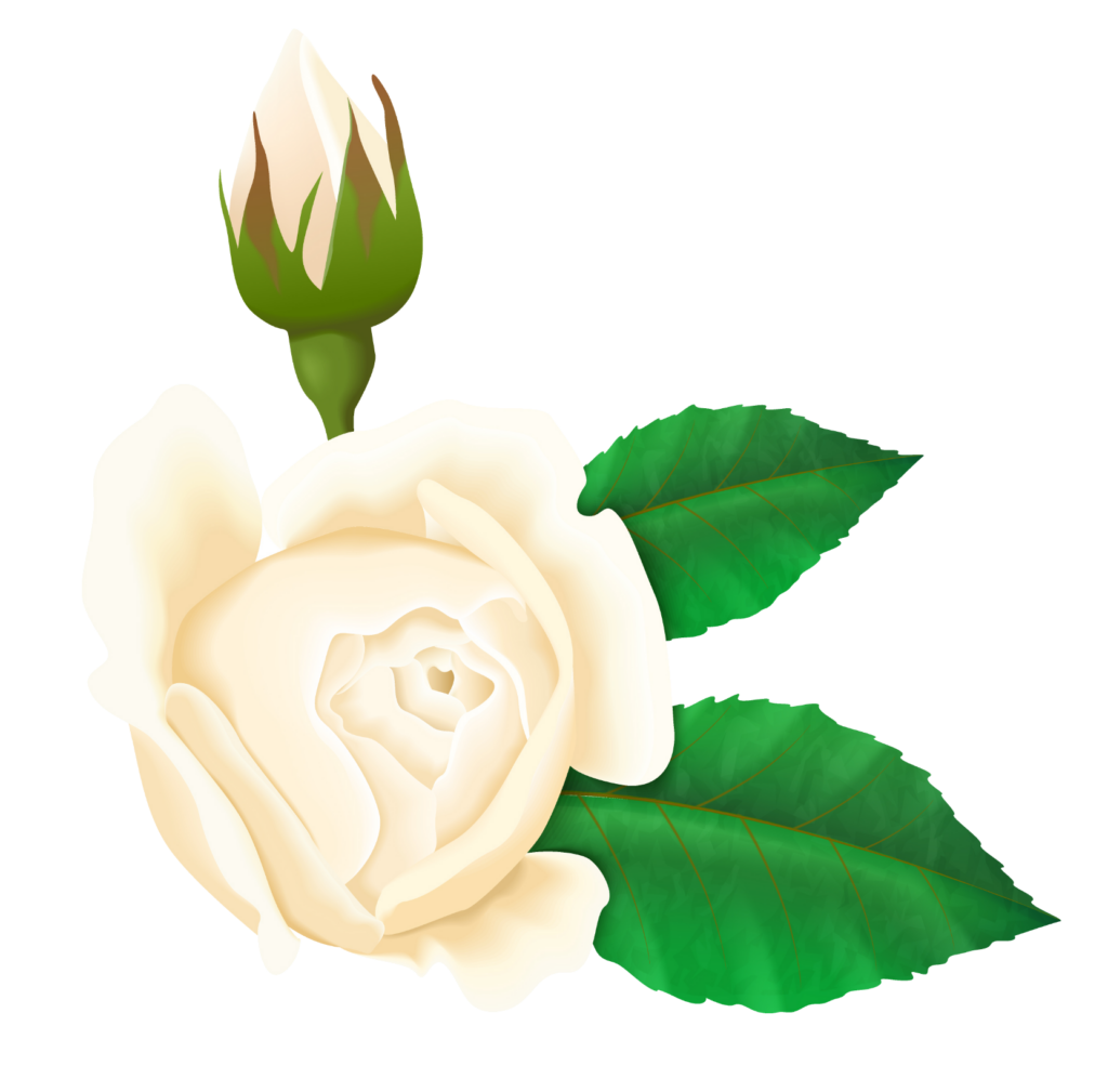 White Rose Flower Clipart Png