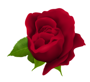 Red Rose Png