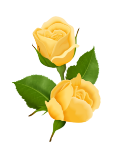 Yellow Rose Png