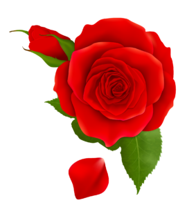 Red Rose Flower Clipart Png