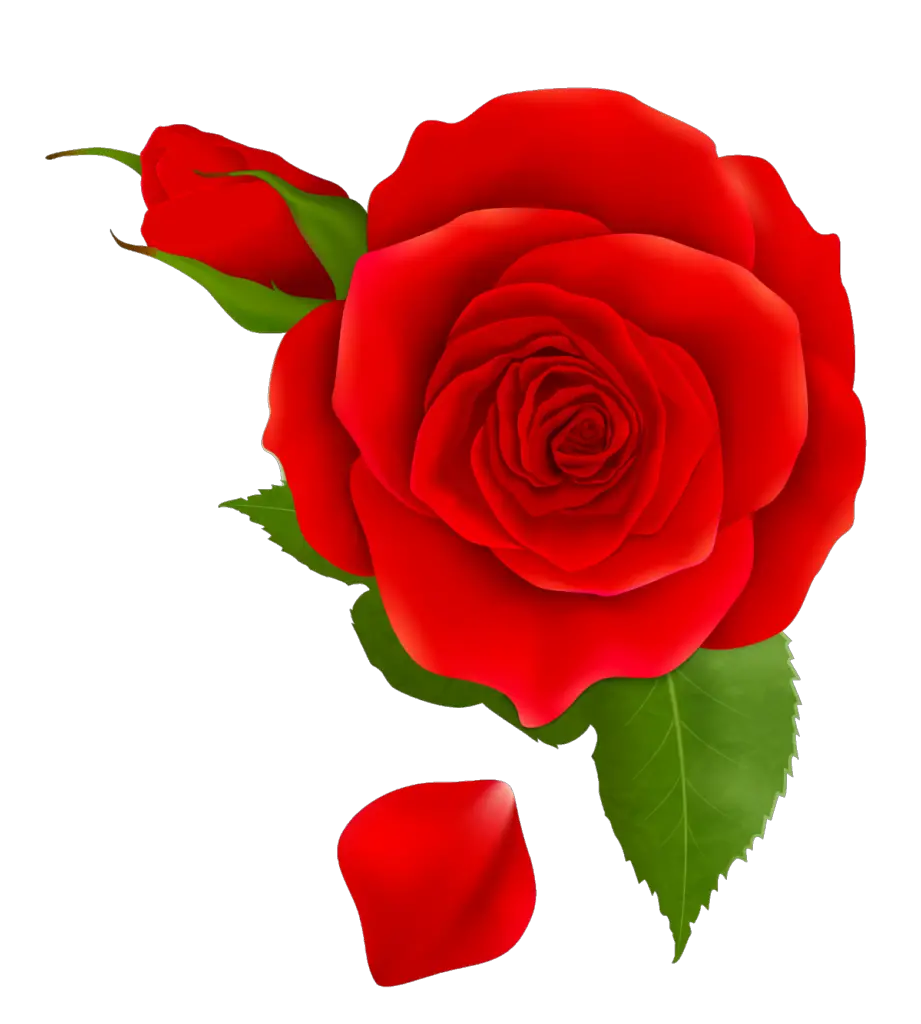 rose plant png