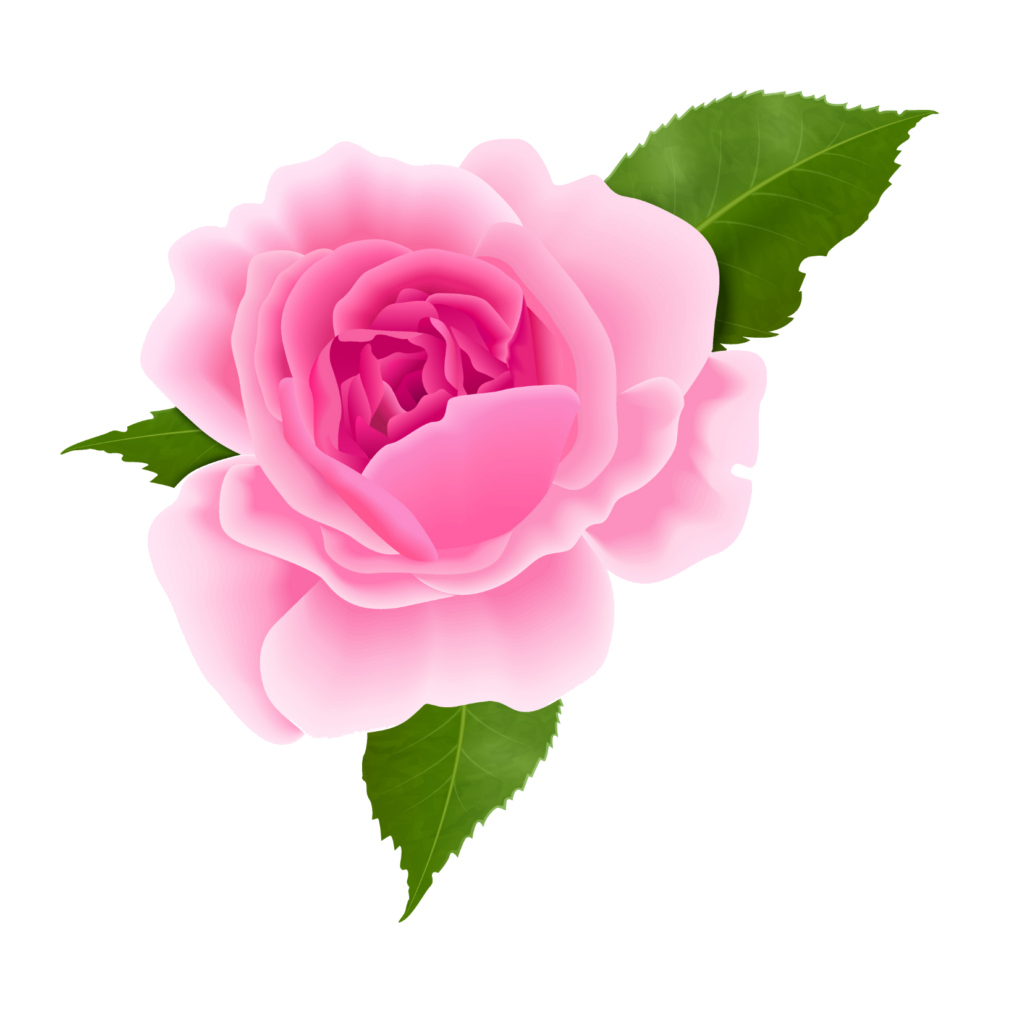 rose plant png