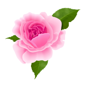 Pink Rose Flower Png