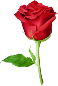 Rose Flower Png Clipart