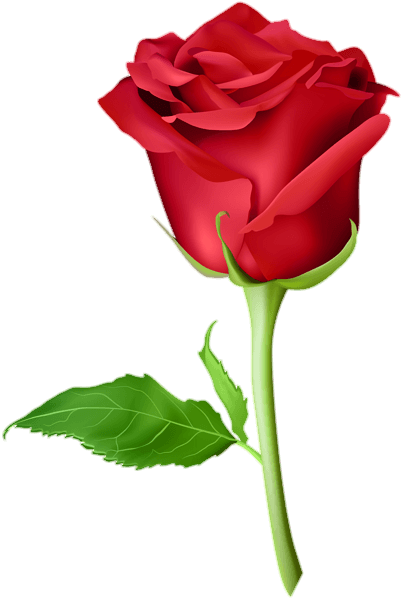 Rose Flower Png Clipart
