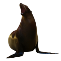 Sea Lion PNG