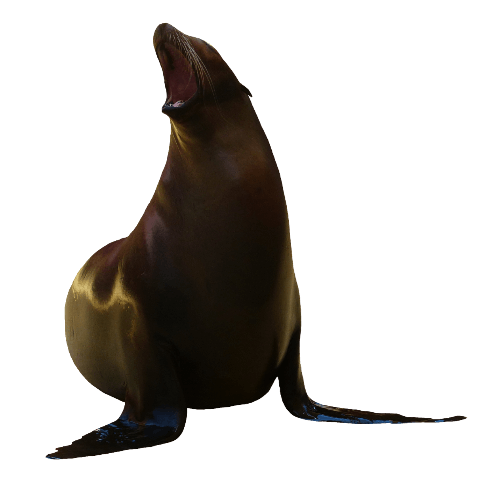 Sea Lion PNG