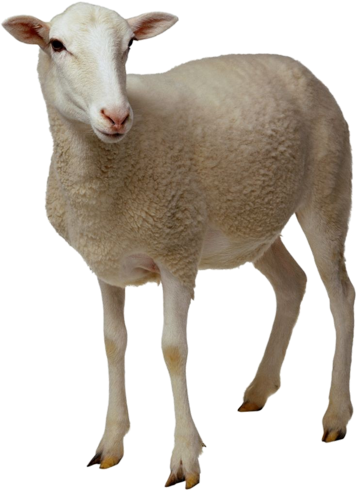 sheep-1