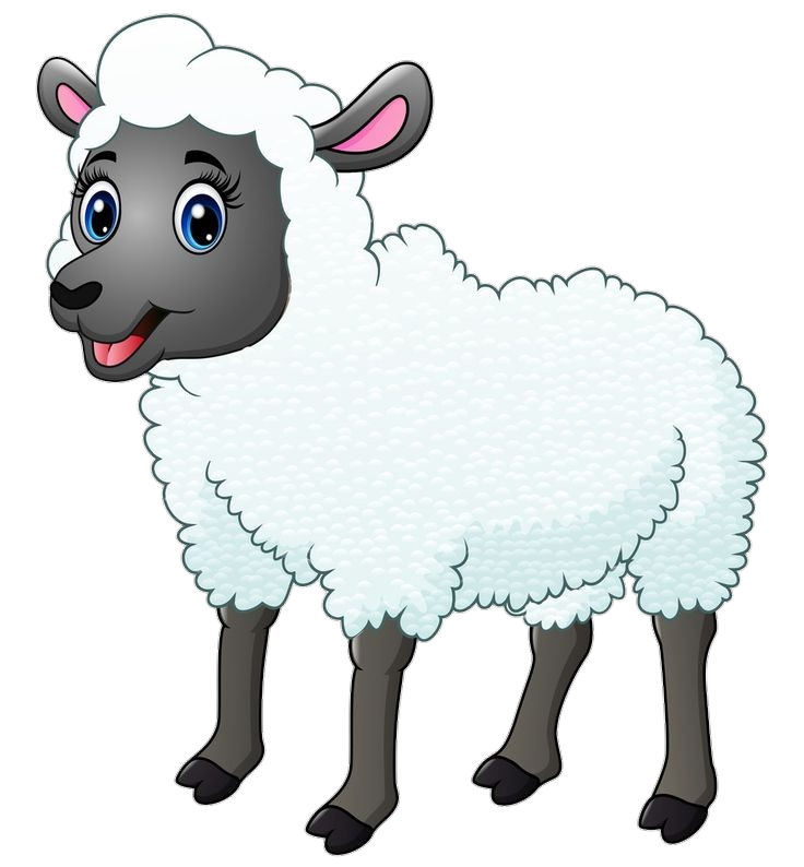 sheep-11