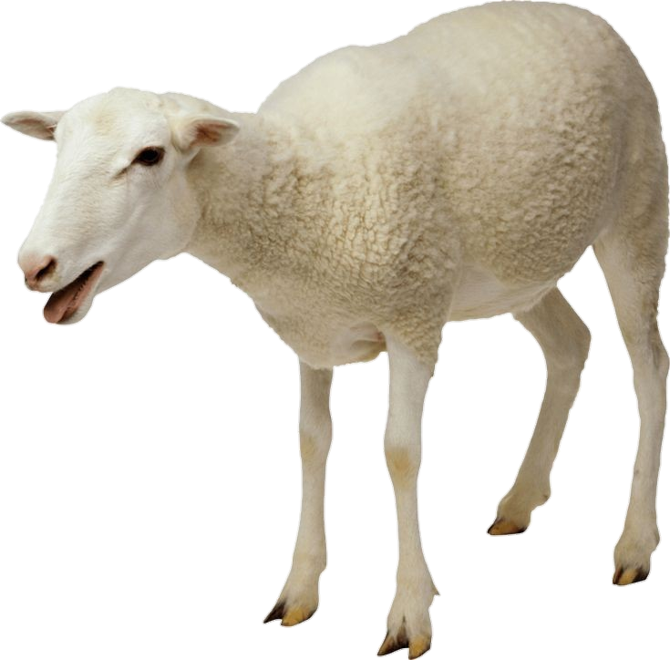 Lamb Sheep Png