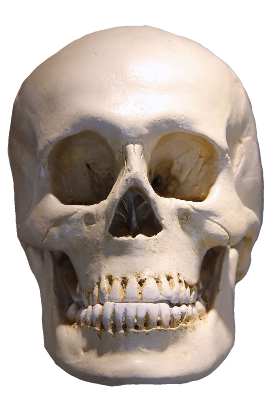 skull-png-from-pngfre-15