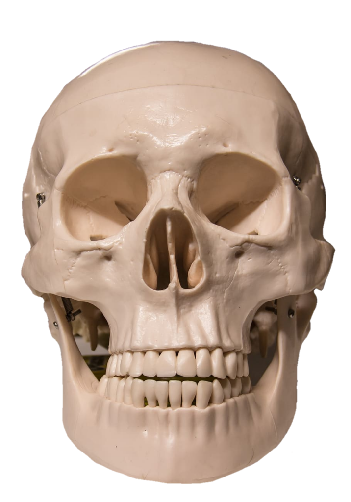 Skeleton Skull Png