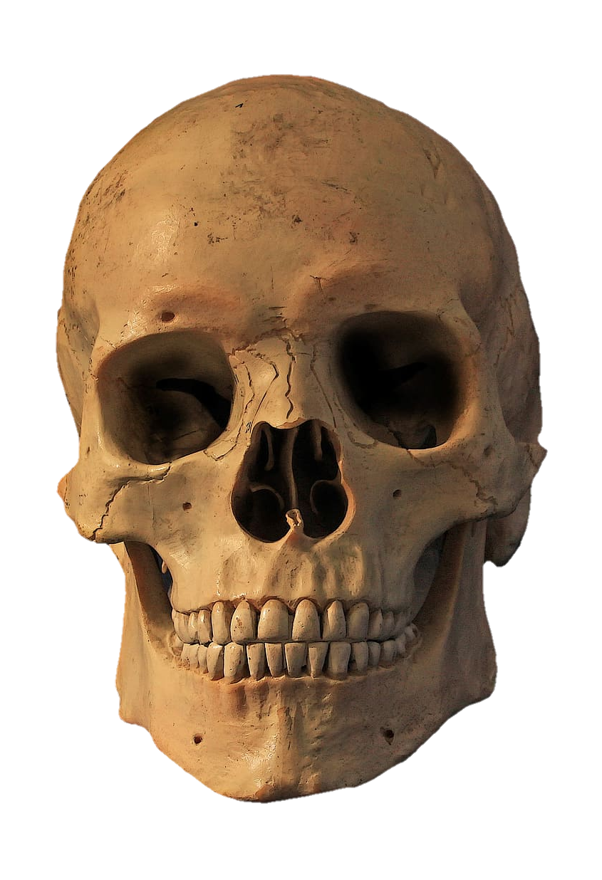 skull-png-from-pngfre-22