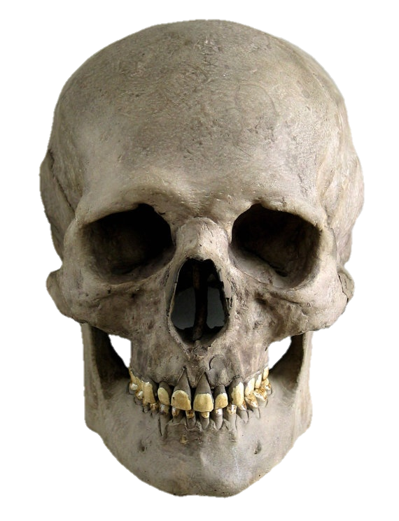 skull-png-from-pngfre-31