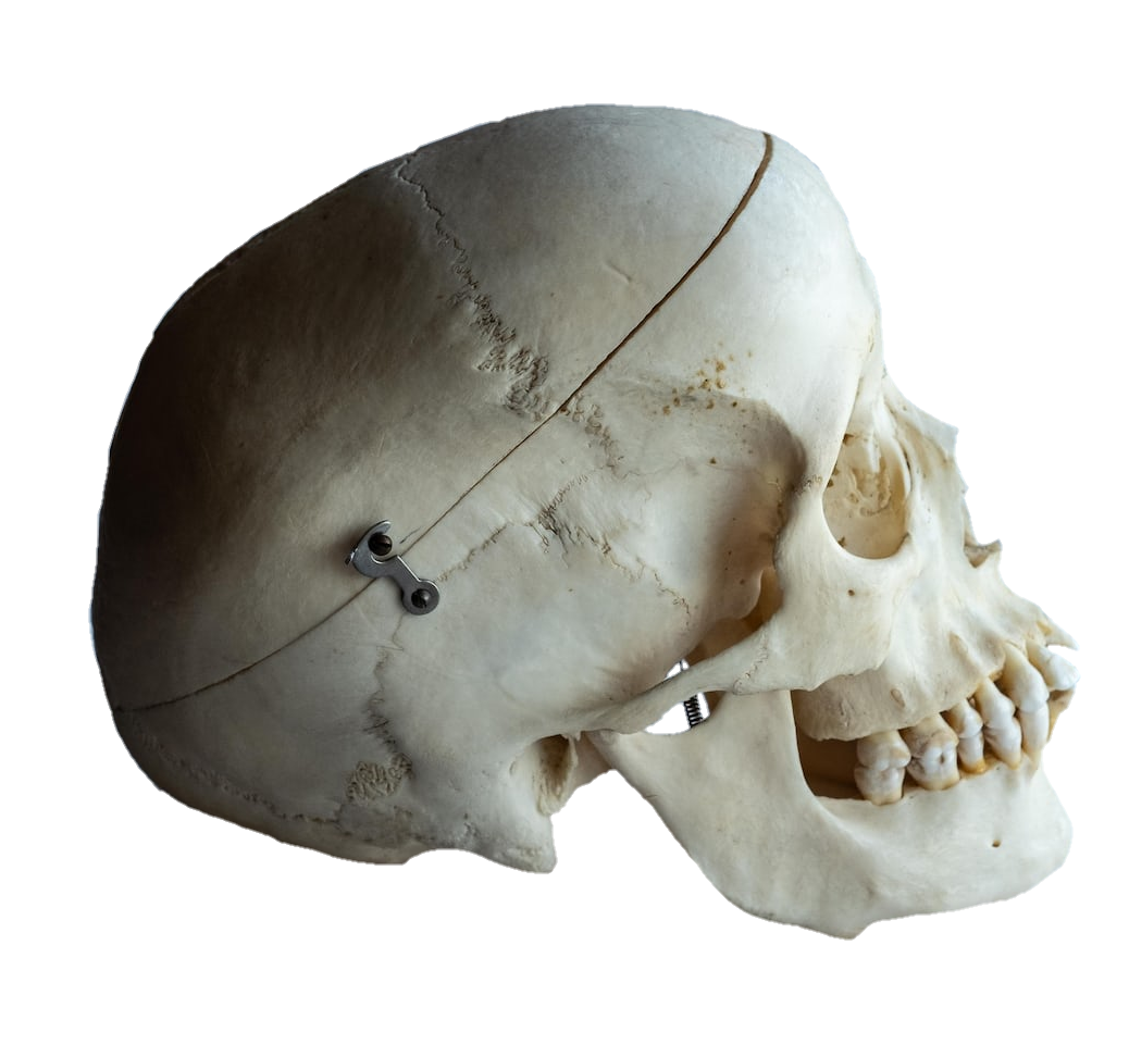 skull-png-from-pngfre-37