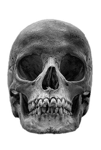 High Resolution Skull PNG