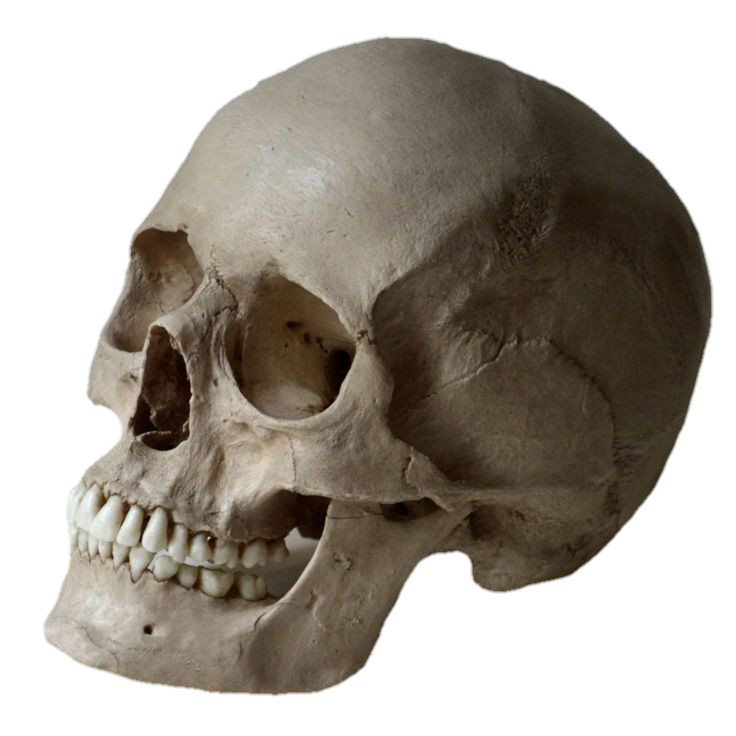 skull-png-from-pngfre-40