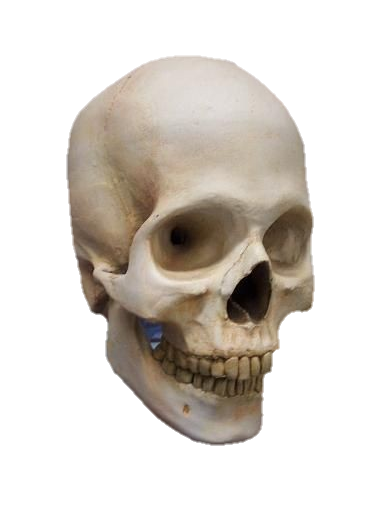 skull-png-from-pngfre-42